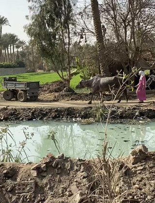 The Badrashin district in Egypt- A Green Oasis in the Nile Valley