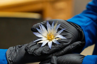 Blue Lotus