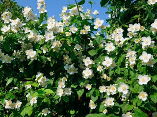Egyptian Botanical Aromatic Wellness: Ancient Remedies for Modern Living
