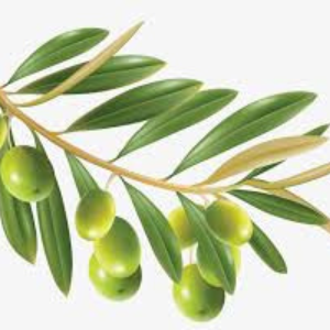 jojoba berries on a branch