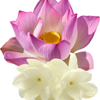 natural-botanical-perfumes/products/jasmine-lotus-natural-botanical-perfume