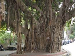 Zamalek Tree in Egypt