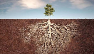tree roots