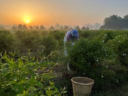 A woman in Egypt picks jasmine flowers as the sun sets in the background