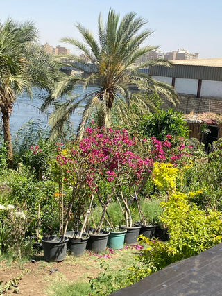 Garden with potted plants and a view of a lake and buildings in the background