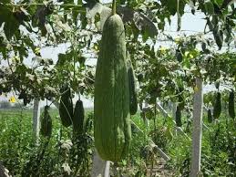 Egyptian loofahs growing in Egypt
