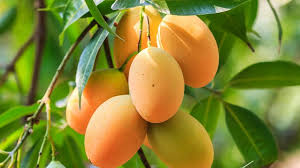 Egyptian Mangoes