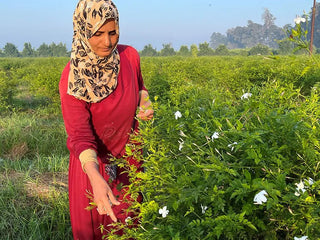 Woman in Egypt picking Jasmine
