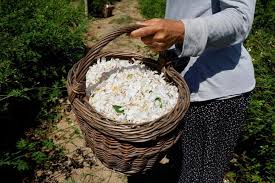 A woman holding a wicker basket of white jasmine flowers